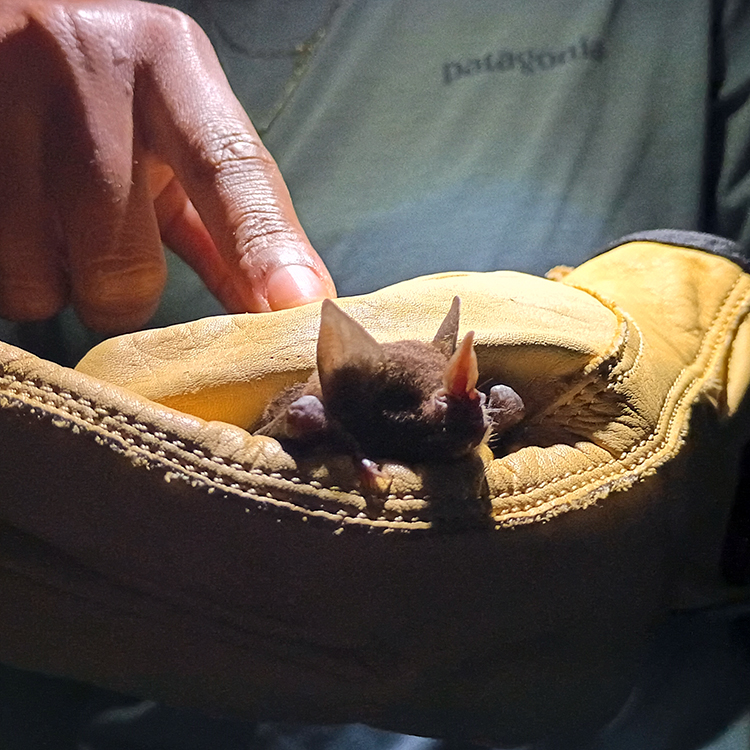 Netting Bats